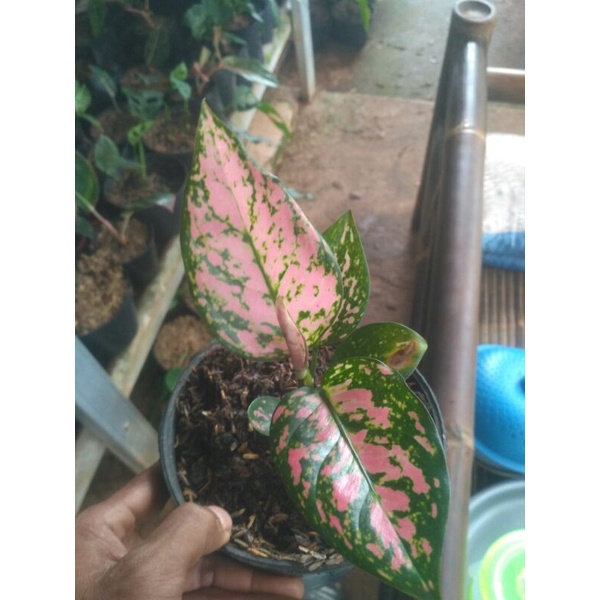 aglonema lady Valentin