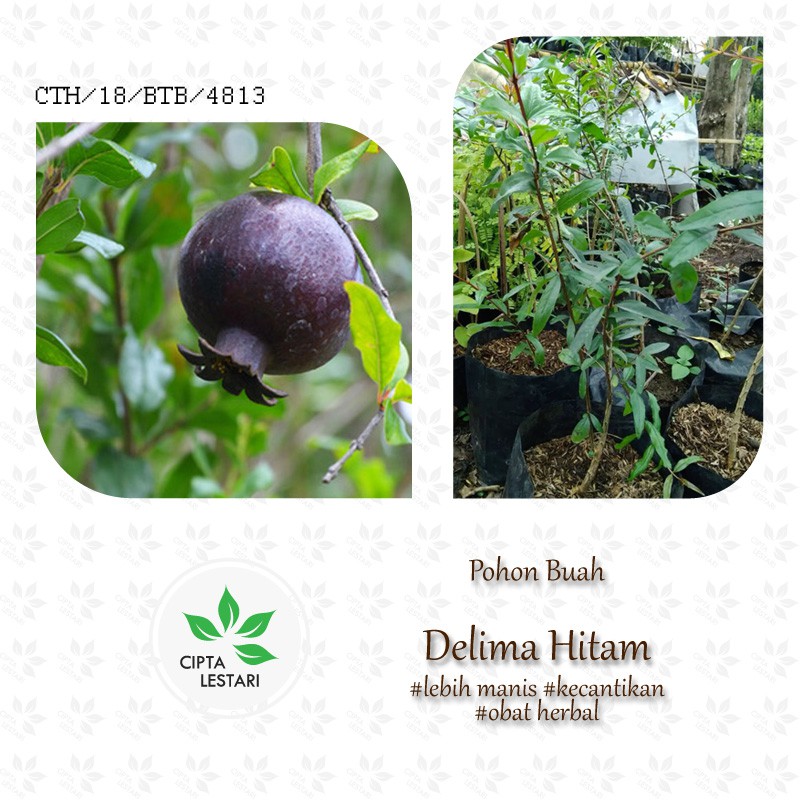 Bibit Delima Hitam Pohon Delima Hitam Bibit Buah Delima Hitam Pohon Buah Delima Hitam