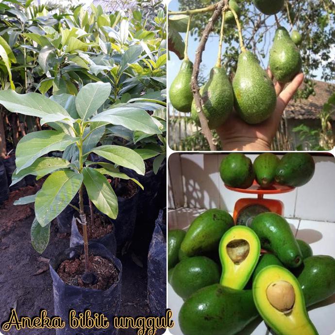 Pjr Bibit Buah Alpukat Mentega Super