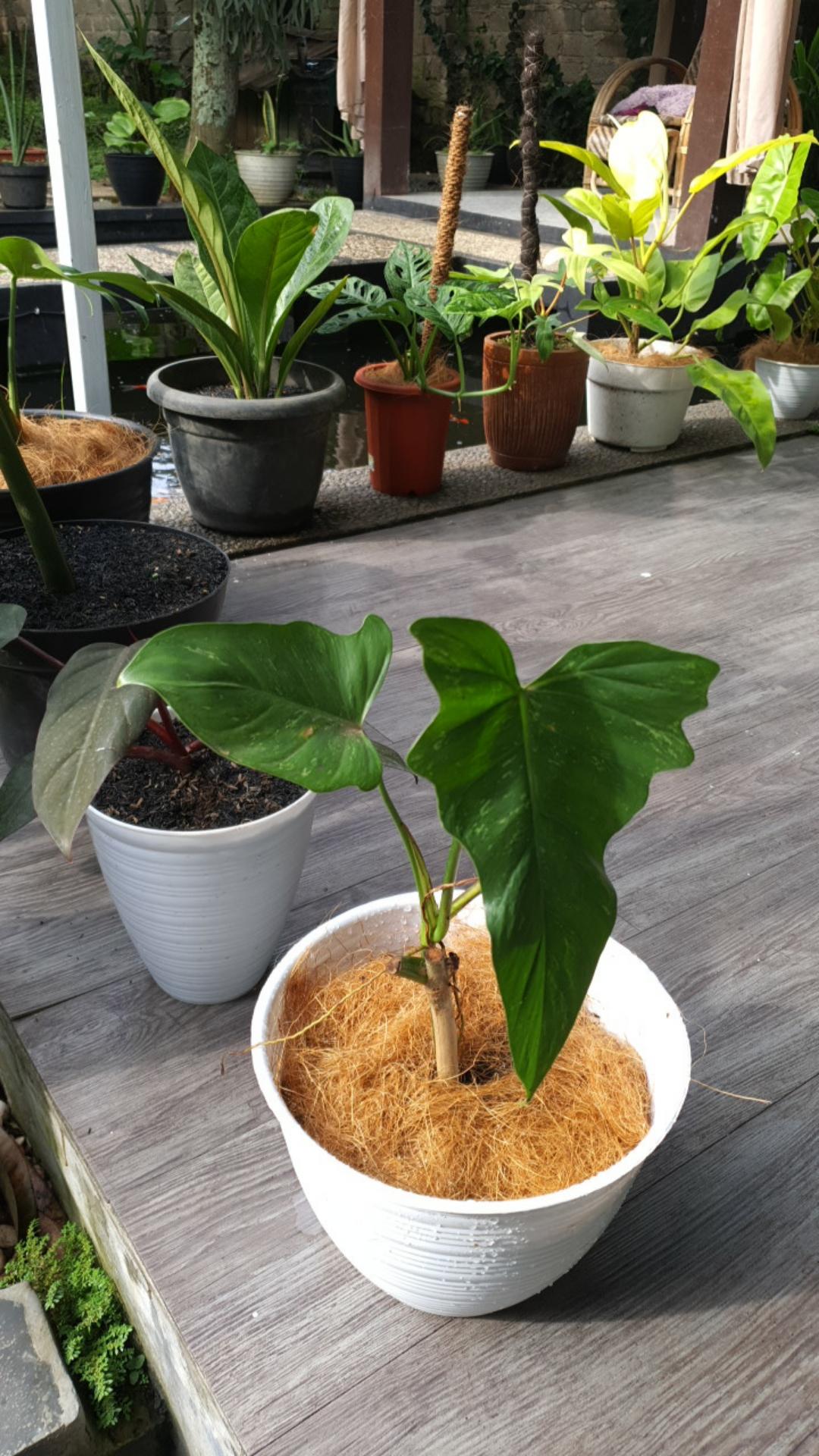 Tanaman Hias Philodendron Dragon Varigata Philo