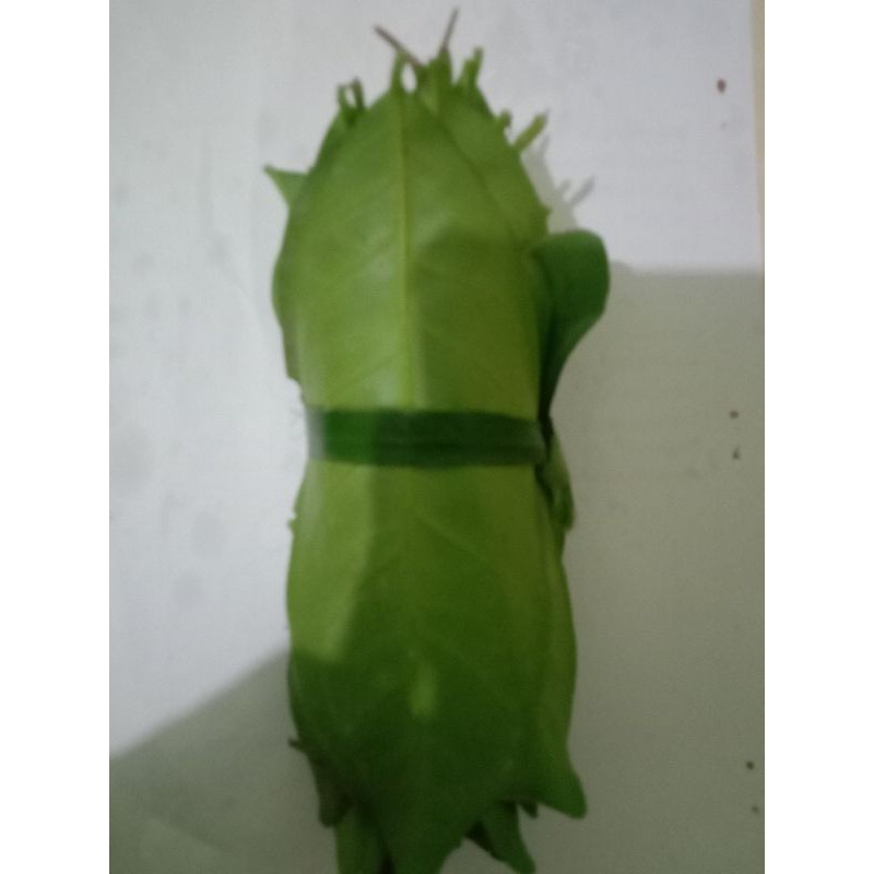 

Daun Salam 100gm