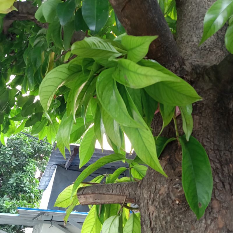

DAUN JAMBU AIR DARSONO/ BOL/ JAMAICA