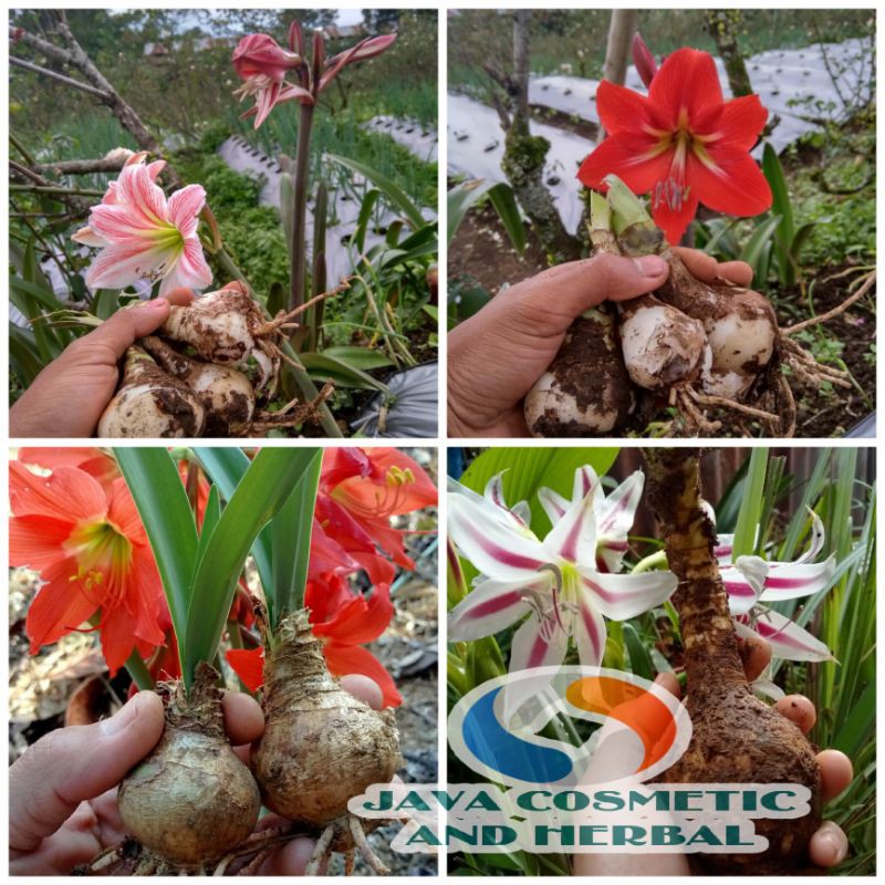 PAKET AMARILIS MIX ISI 4 UMBI / UMBI AMARILIS / AMARILIS MURAH / AMARILIS MIX / BUNGA AMARILIS