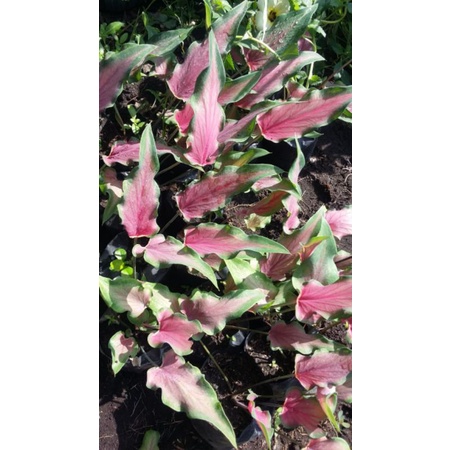 keladi keris dauntampil merah merona 3-4daunremaja