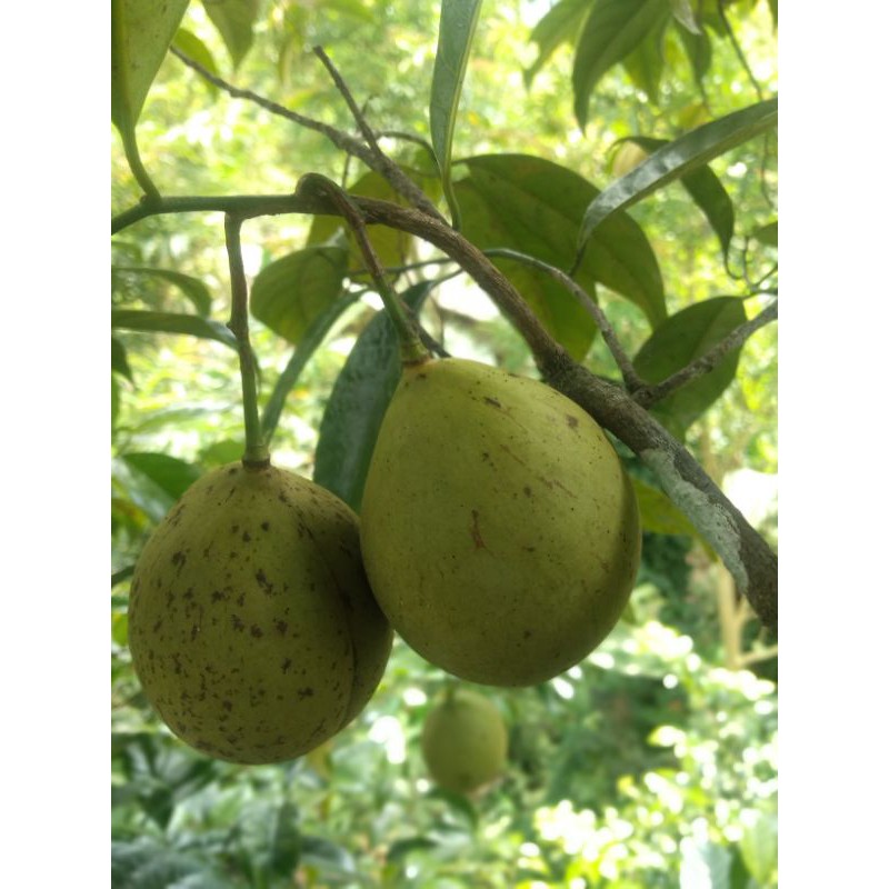 

BUAH PALA fresh asli /1kg
