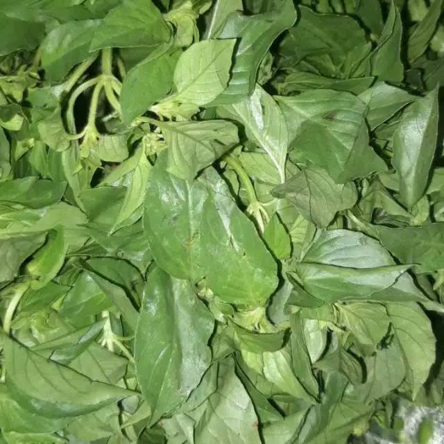 

SAYUR KEMANGI LALAPAN