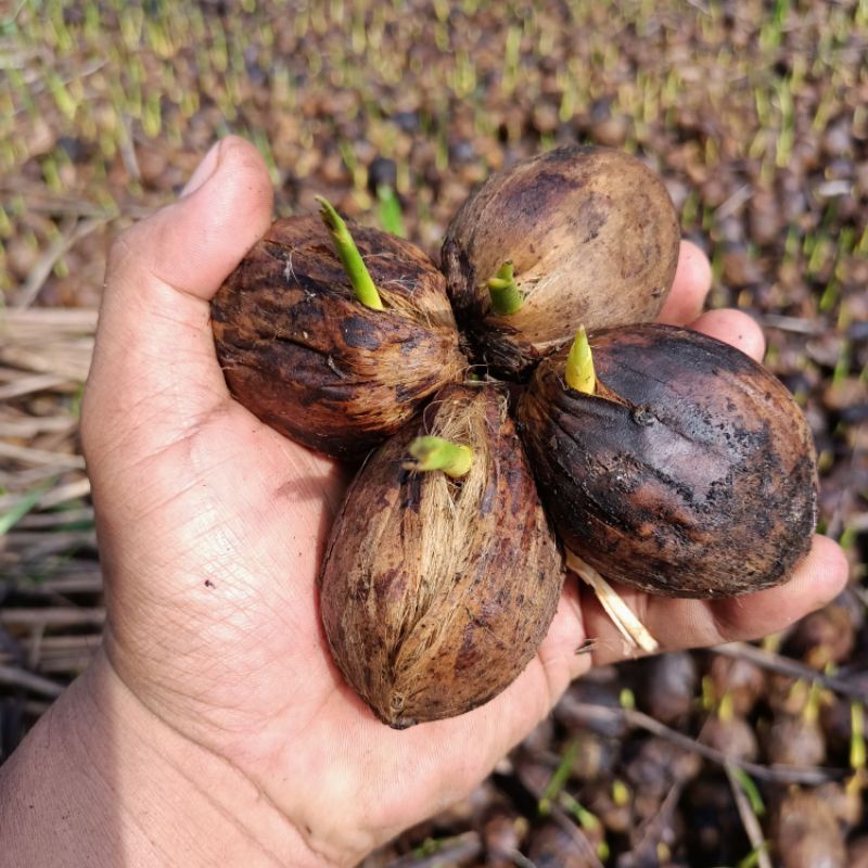 Bibit Pinang Betara Unggul bibit Pinang Betara hibrida