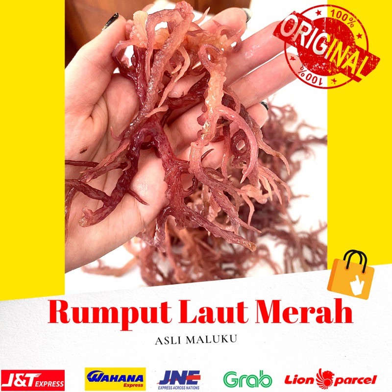 

1 KG RUMPUT LAUT MERAH KERING ( Eucheuma cotoni) sea birdnest kualitas premium no 1 dijamin 100% asli