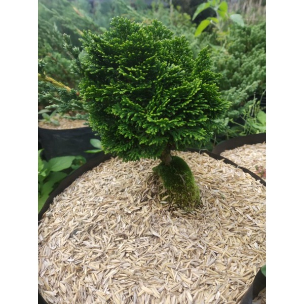 Cemara Hinoki Cypress/ Hinoki Mini/ Cemara Import Jepang