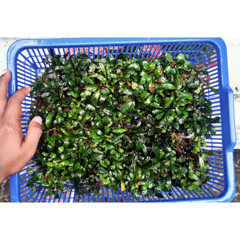 Bucephalandra Brownie Perkeranjang