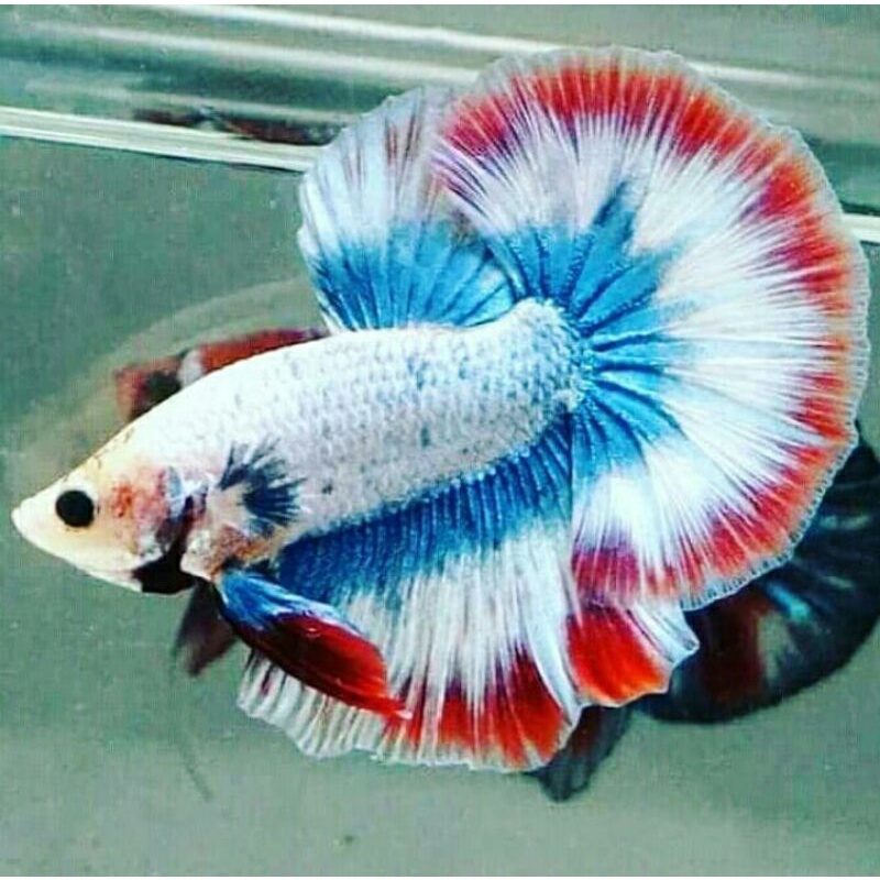 cupang halfmoon slayer MLE