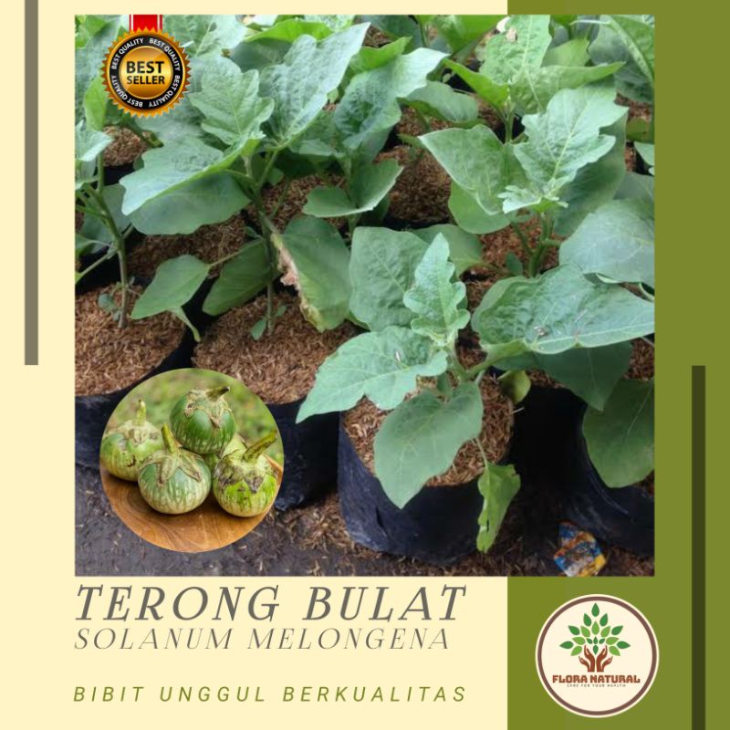 Bibit tanaman terong bulat pohon terong bulat - terong lalapan