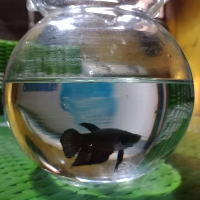 

Ga dijual