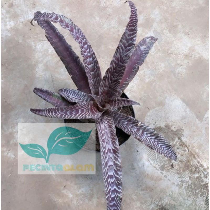 Tanaman Hias Bromelia Tokek/Bromelia Mini Tokek