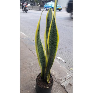 pohon lidah mertua panjang sansevieria snake plant pohon lidah mertua panjang sansevieria snake plant