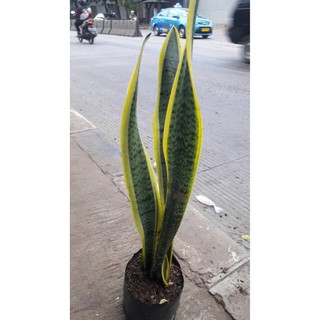  pohon lidah mertua panjang sansevieria snake plant 