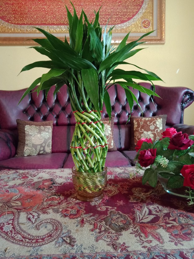 Bibit Tanaman Sri Rejeki