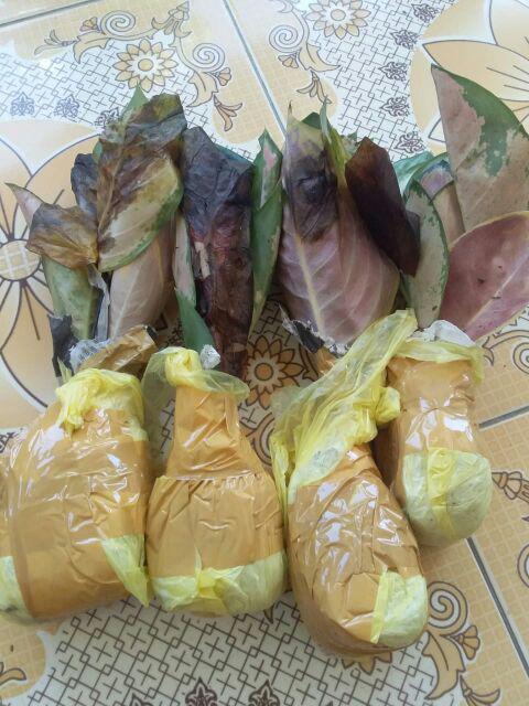 Aglonema Sultan Brunei