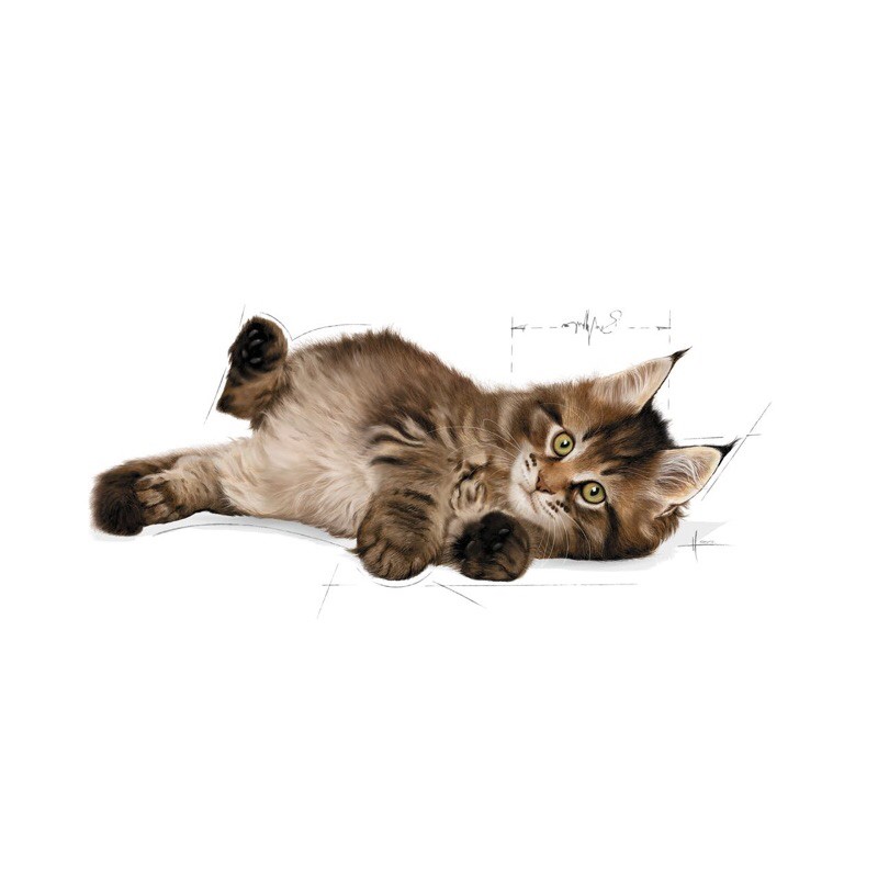 Royal Canin Kitten Maine Coon 400gr