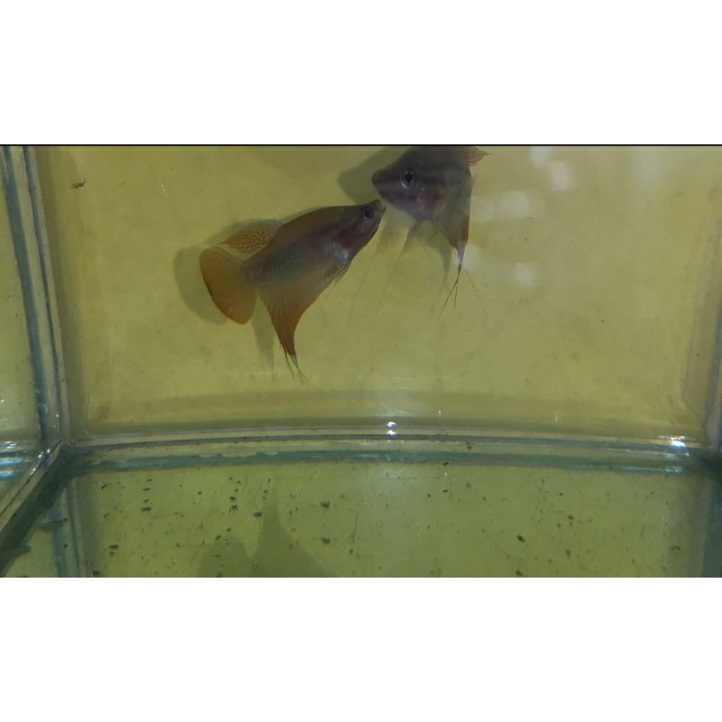 betta alam kalimantan cupang bio 5