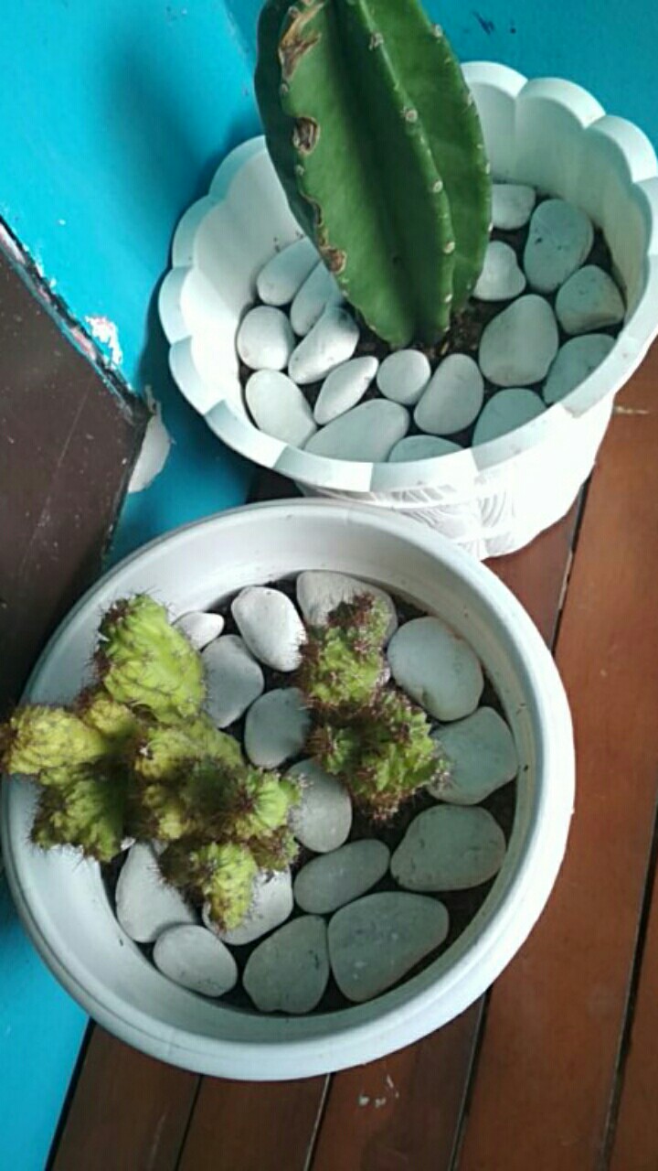 Batu Koral Kupang Putih Batu Hias Batu Alam