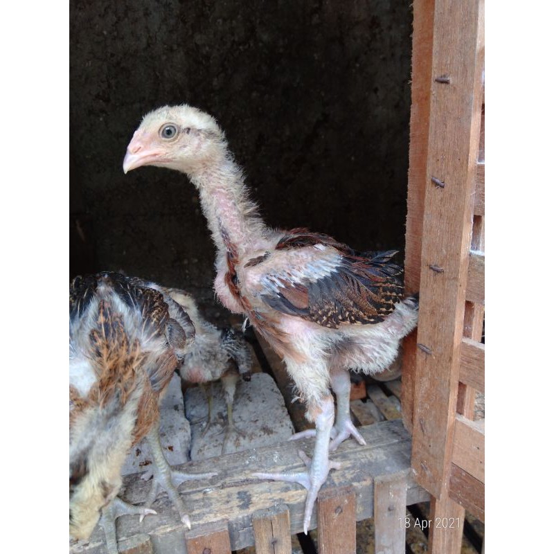 

Ayam mangon pitikan