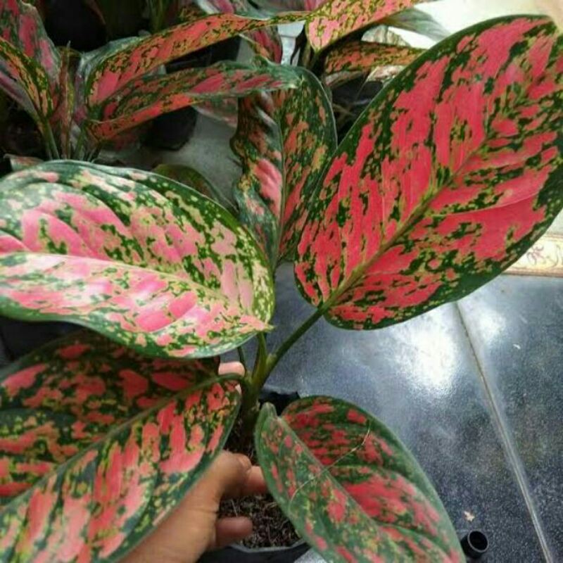 Tanaman hias aglonema red Venus aglonema indukan