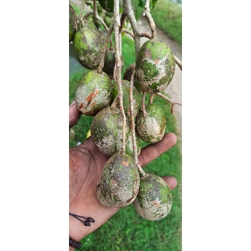 

buah kedongdong segar 1kg
