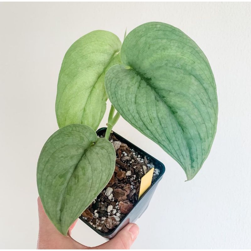 Scindapsus silver hero