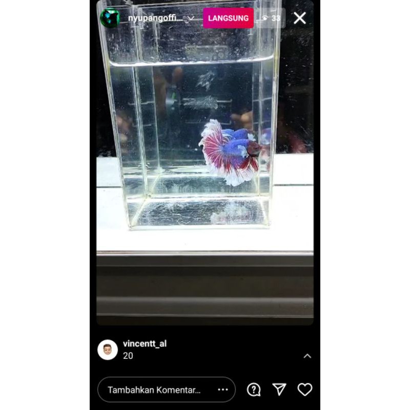 Ikan Cupang Hm