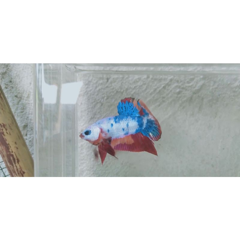 IKAN CUPANG MULTICOLOR TOP GRADE