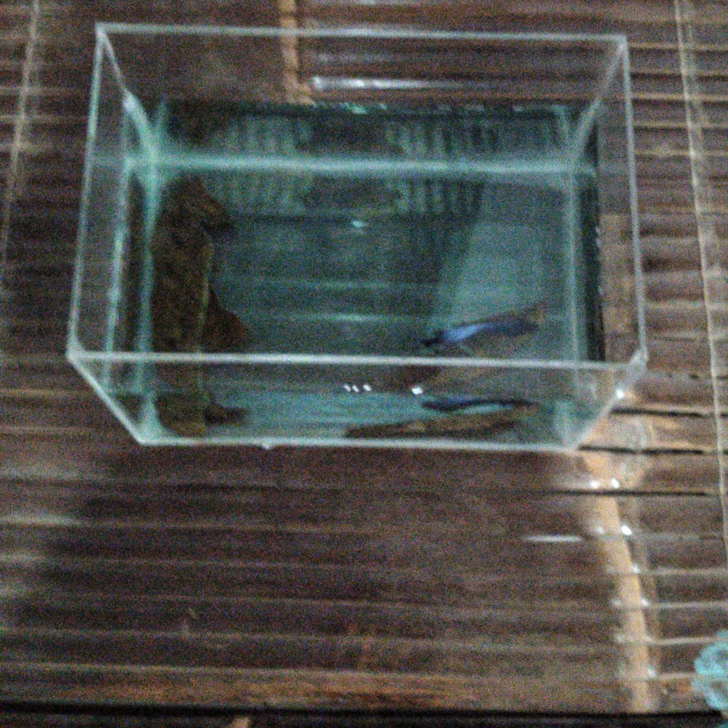 AKUARIUM IKAN CUPANG AKRILIK / SOLITER IKAN CUPANG / AKUARIUM AKRILIK IKAN HIAS 2 RUANG