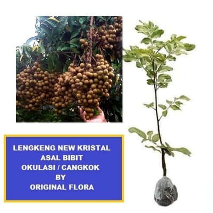Bibit Kelengkeng New Kristal Klengkeng NewKristal Lengkeng New Kristal - WISATA AGROTANI