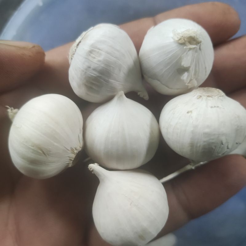 

Bawang Putih Tunggal Lanang 100Gram Super TANPA PEMUTIH Grade A