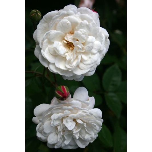 Mawar meggye kampung putih super wangi