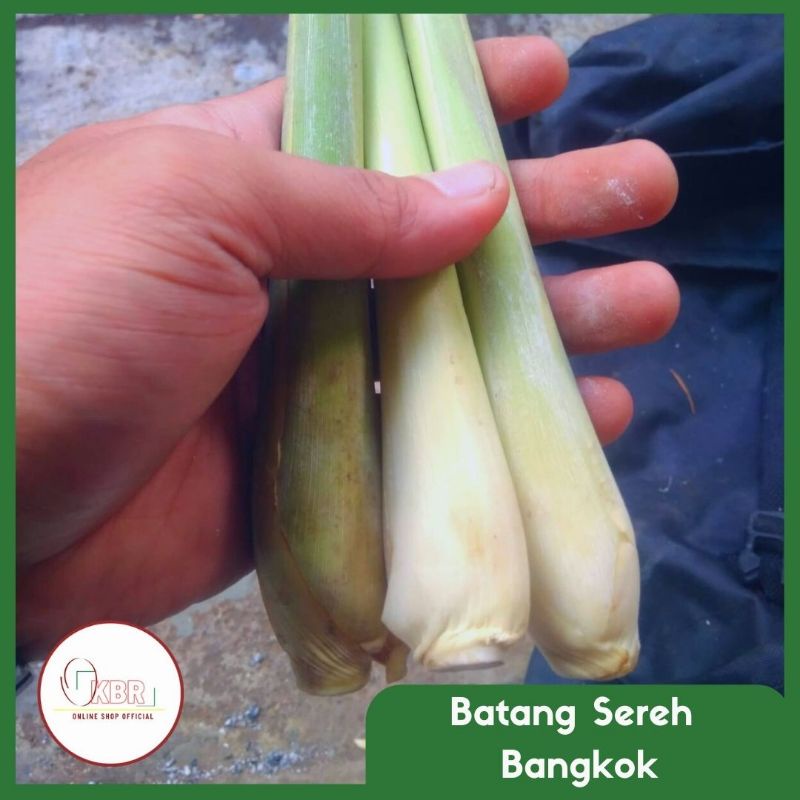 

Batang Sereh Bangkok tanpa daun 500gr