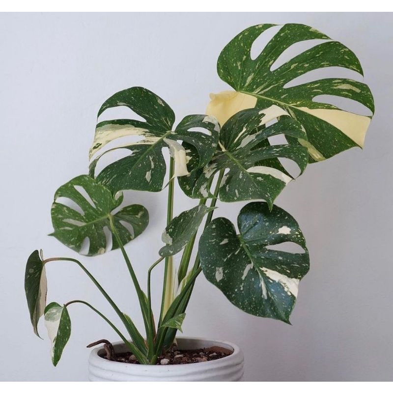 READY! Monstera King Varigata Batang bonggol monstera deliciosa variegata murah
