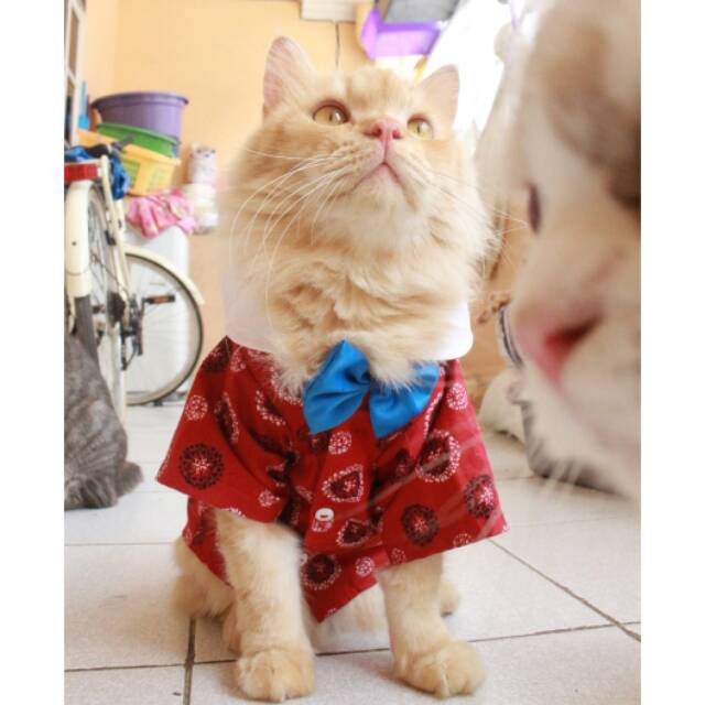 Kemeja chongsam untuk kucing warna merah baju kucing murah size S M L XL