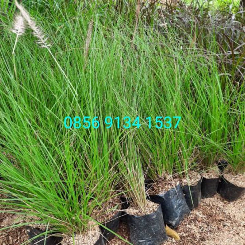 Tanaman Ilalang Ekor Kuda | Pohon buntut Kuda