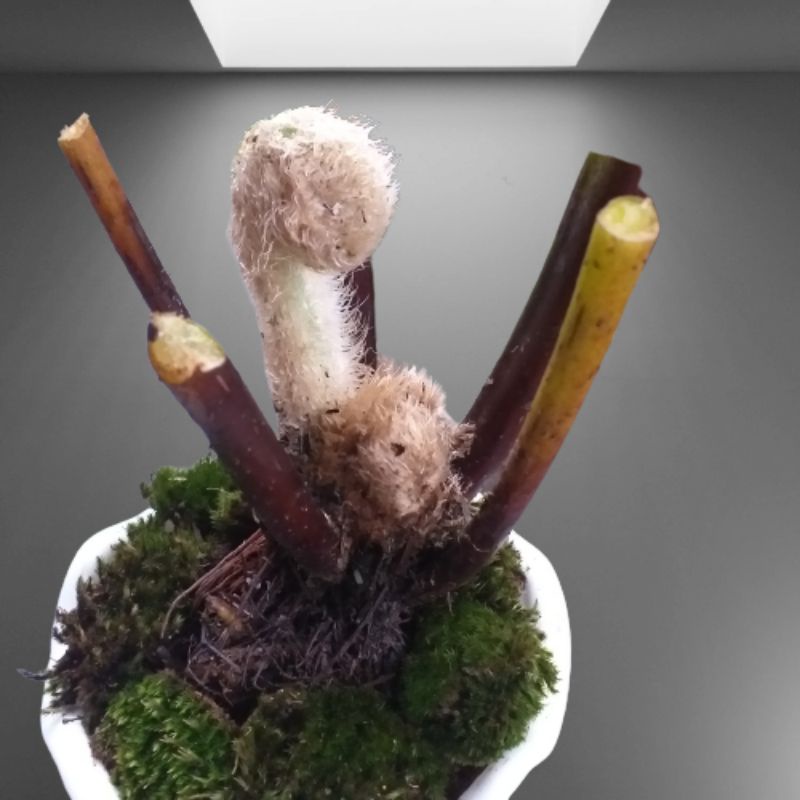 Tanaman hias pakis ekor monyet