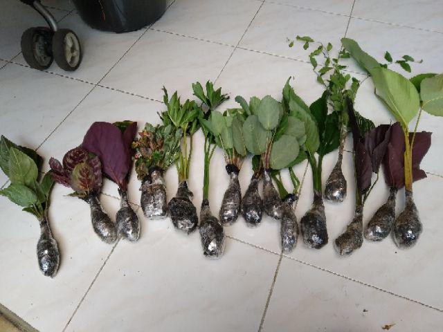 Tanaman Hias Spesial Paket Calathea - Kalatea Silverplat,gr.lipstik,ornata,makoyana