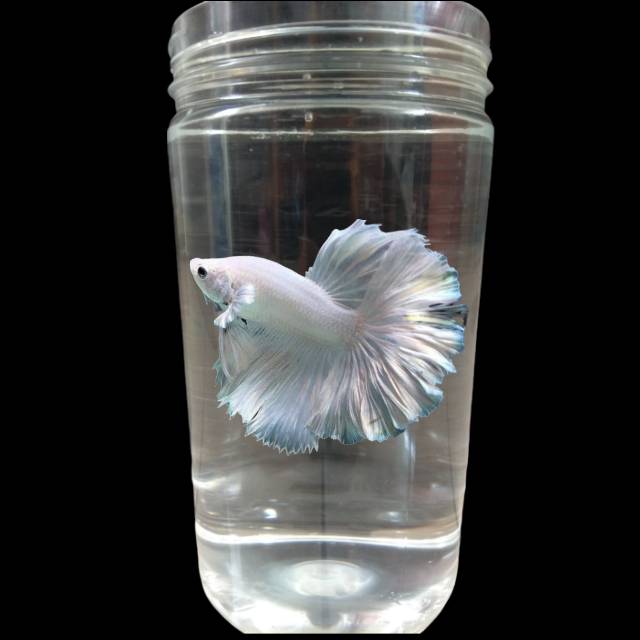 Toples Ikan Cupang 1000 Ml