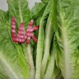 

Lettuce Romaine