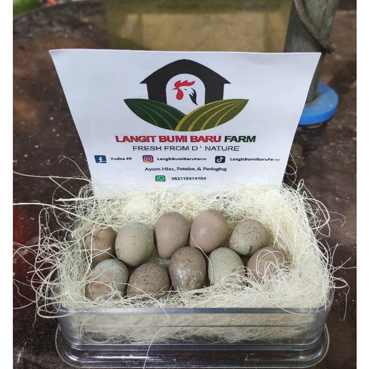 

Telur Puyuh Hias / Puyuh Batu fertil untuk ditetaskan