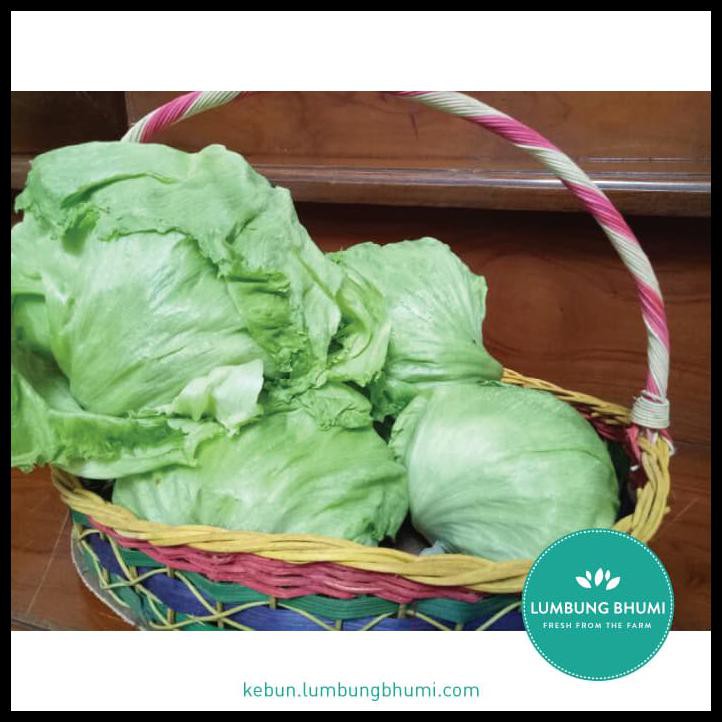 

KOMPLIT Lettuce Head / Iceberg ( Sayur - Sayuran Curah )