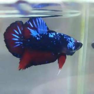 88 Gambar Ikan Cupang Avatar HD Terbaik
