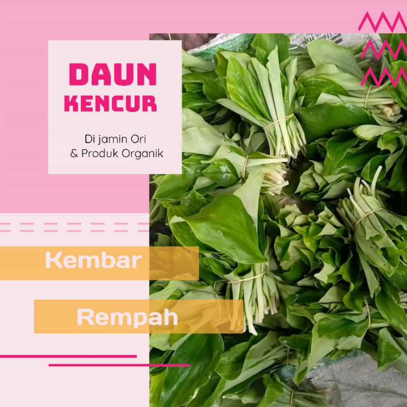 

Daun kencur cikur fresh organik 100 gram