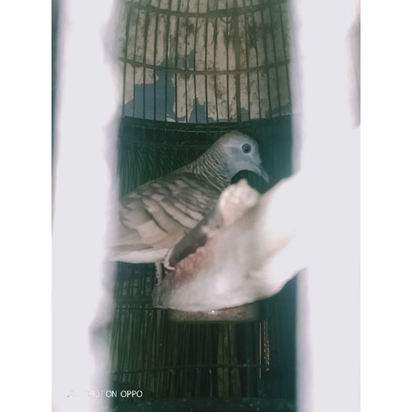Burung perkutut lokal katuranggan koro welang