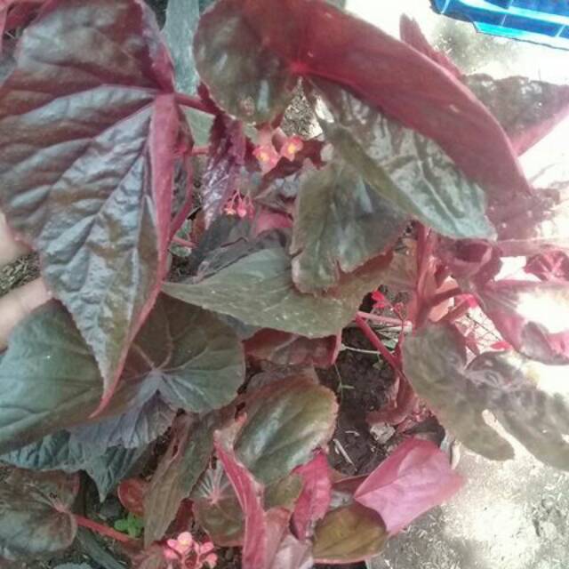 PROMO BEGONIA RED MARON