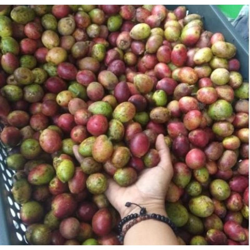 

Matoa|matoapati|matoatigarasa